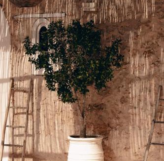 Ghazoua Hotel | Eucalyptus Ethnic Hotel & spa
