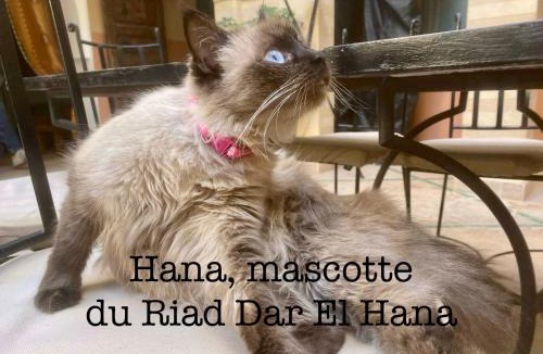 Taroudannt House | Riad Dar El Hana