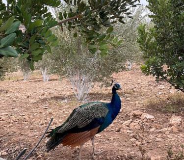 Tidzi Apartment | Farm Stay with Animals & Stunning Views Essaouira