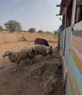 Tidzi Apartment | Farm Stay with Animals & Stunning Views Essaouira