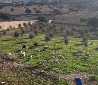 Tidzi Apartment | Farm Loft Apartment near Mogador Essaouira