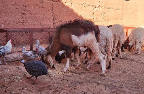 Ait Benhaddou House | Riad Paradise of Silence