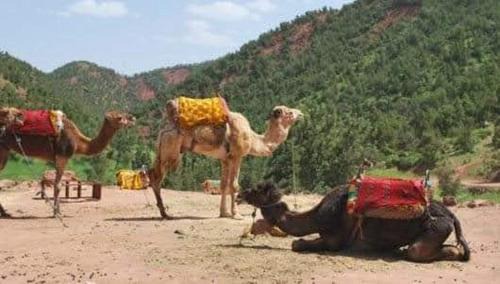 camel riding in Ait Azzi